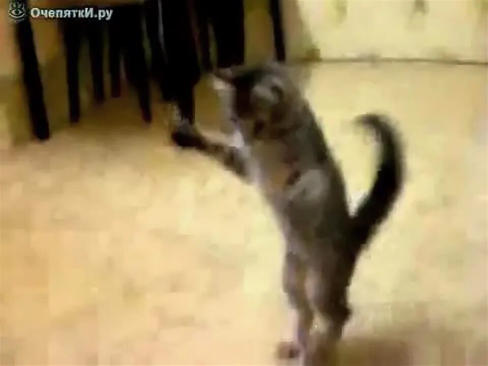 Танцующие коты. Котенок танцует. Котик танцует под maojin yamao xiao ya ya. Кот танцует. Котики пляшут.