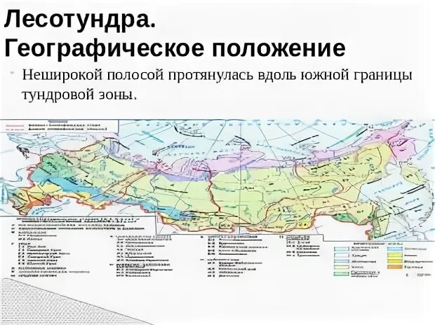 Расселение лесотундры. Лесотундра географическое положение. Лесотундра географическое положение таблица. Лесотундра природная зона географическое положение. Лесотундра географическое положение на карте.