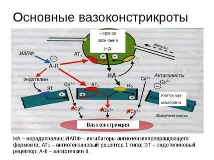 Рецепторы 2 типа