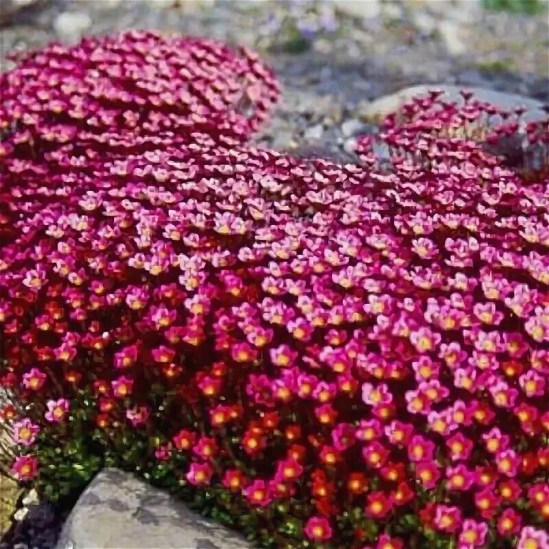 Камнеломка семена купить. Камнеломка Арендса. Камнеломка Арендса 'Purpurteppich'. Камнеломка пурпурная мантия. Камнеломка Арендса пурпурная мантия.