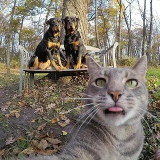 Кошка где снимали