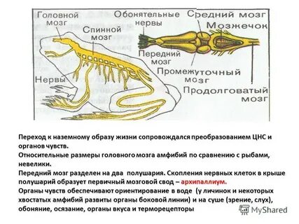 Нервная система лягушки