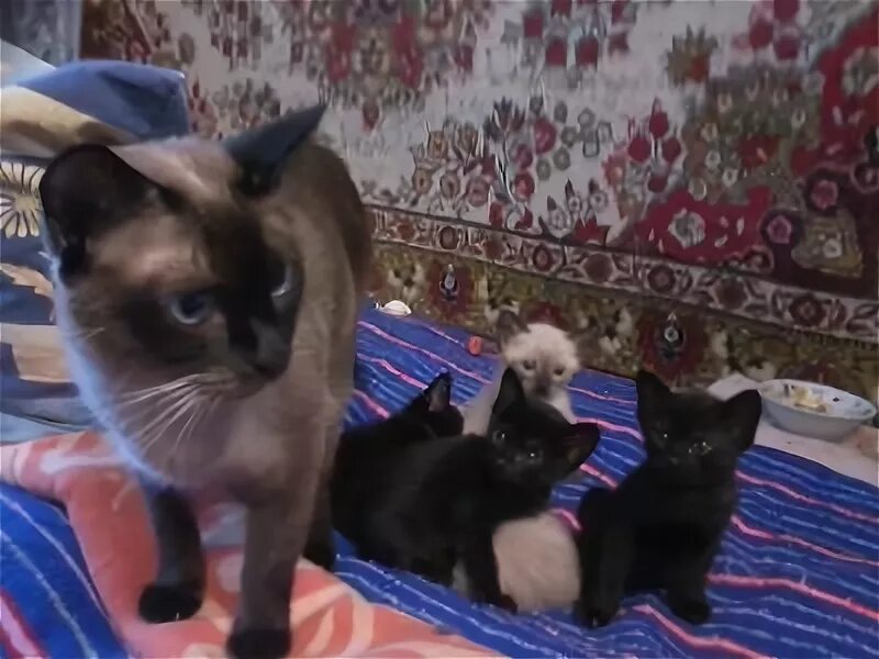 Сиамские котята рождаются. Котята черные от сиамской кошки. Какими рождаются сиамские котята. Сиамские котята только родились. Какие котята рождаются у черной кошки