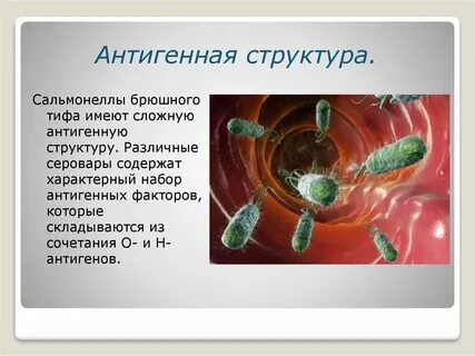 Антигенная структура сальмонелл