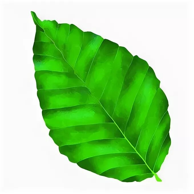 Real leaf