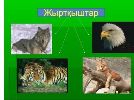 Жыртқыштар фотосы