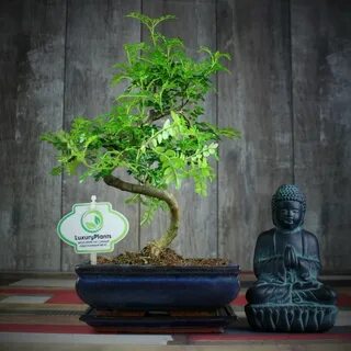 Plants интернет магазин