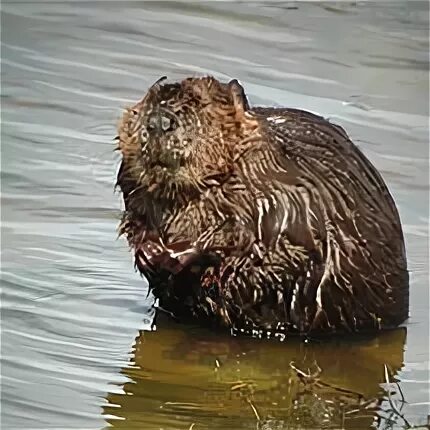 загадка с бобром. бобер ответы. бобер размножение. бобер ответы. бобер ответы.