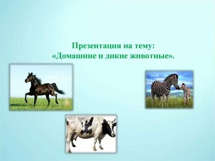 Животные в доу презентация