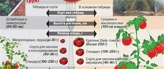 На рынке грунтовых томатов в стране z. Помидоры в теплице выращивание для начинающих. Сорт Санька урожайность. Томатыпомидоры.ру.