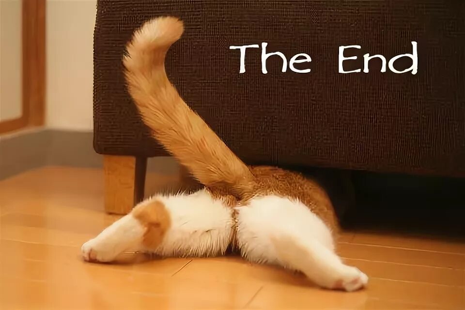 Cat end. The end котик. конец с котиком. the end смешной. the end с котом.