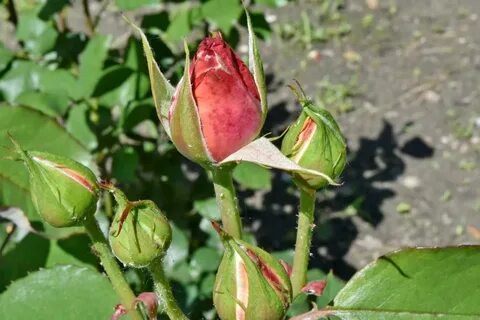 Почему розы не раскрывают бутоны