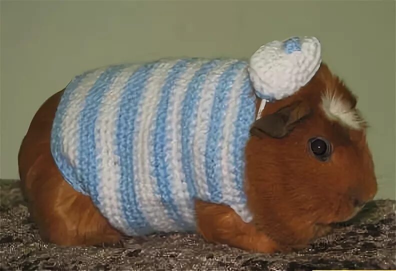 Chubby guinea pig Crochet pattern by Katalin Gálusz Guinea pigs, Christmas knitt