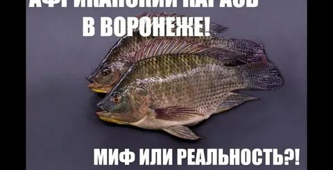 Карась африка песня