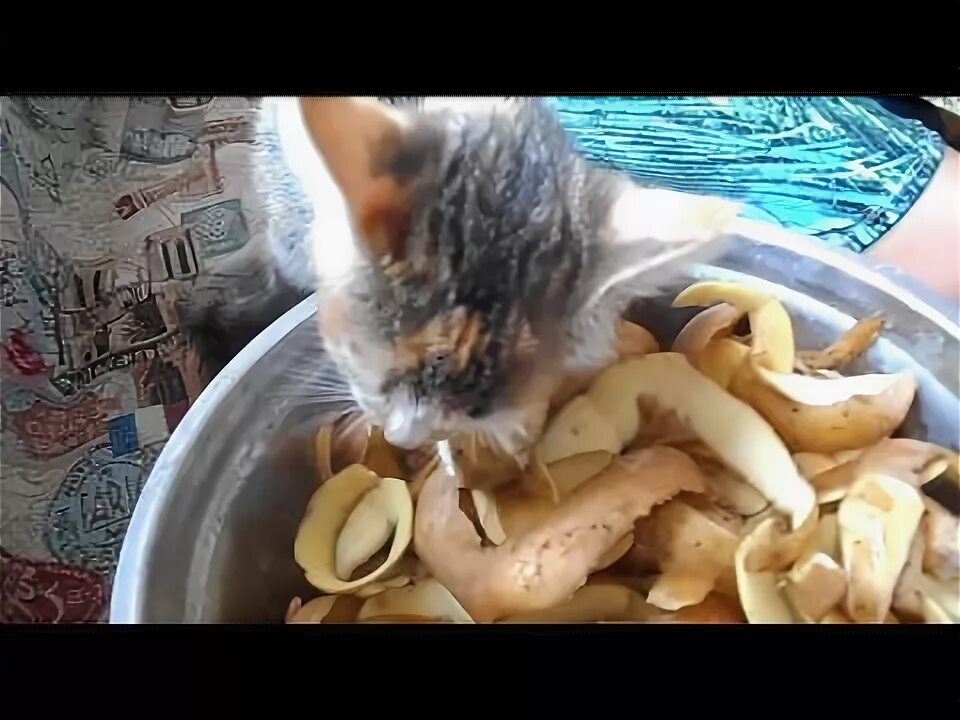 Почему едят сырую картошку. Кот ест картошку фри. котенок картошка. кот кушает картошку. котенок ест картошку фри.