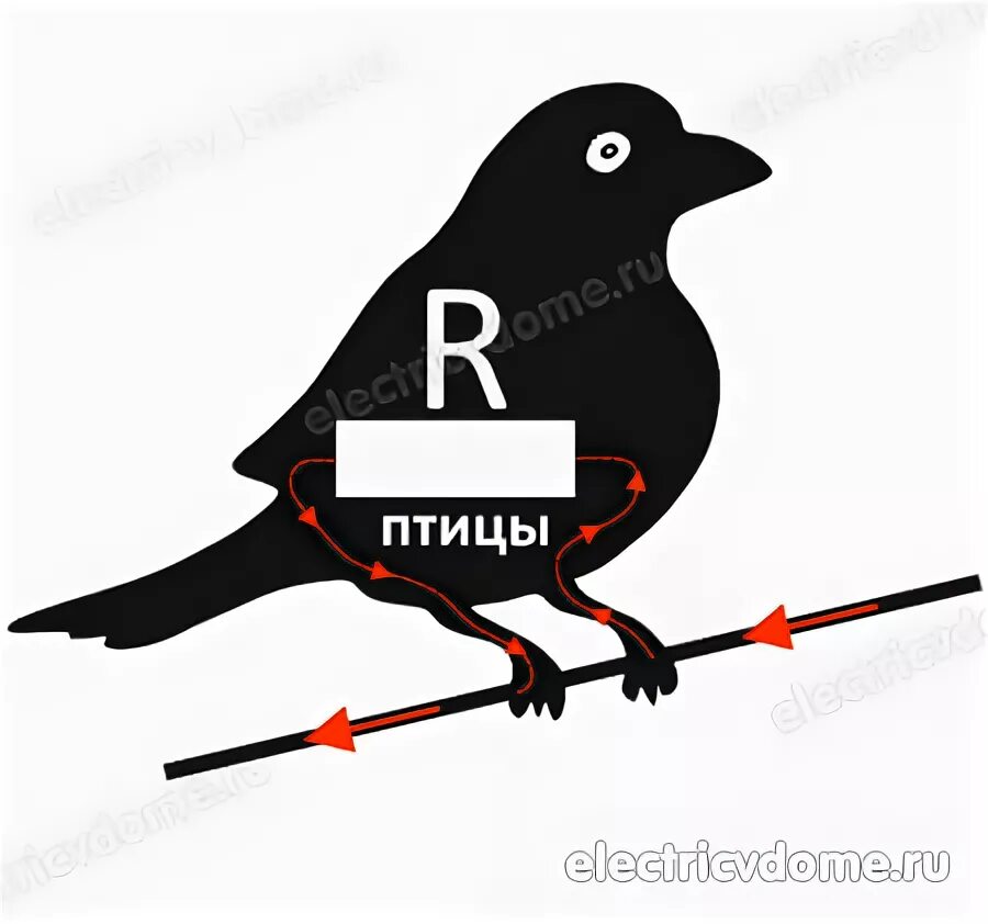 Птицы на проводах. Почему птиц не бьёт током на проводах. Птицы на проводах ток.