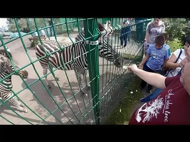 Зоопарк старый оскол автобус