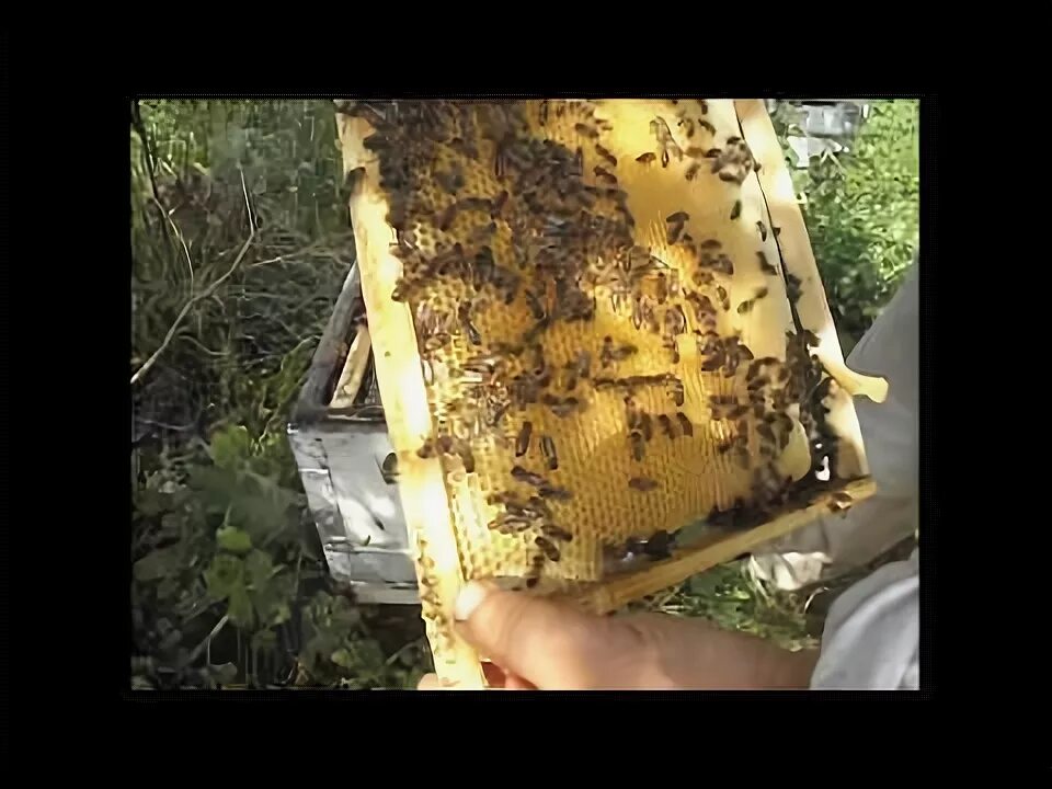 Пчелы 1 разбор. Вощина для пчел. Второй корпус пчелам. Сушь пчелиная. Расширение пчелиного гнезда весной.