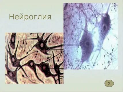 Где находится нейроглия