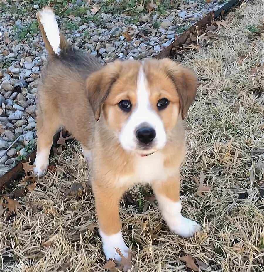 Rspca. Breed щенок. Щенок в двух ладошках. Breed щенок. Щенки группа.