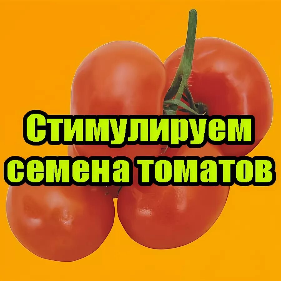 Толстой семена томат