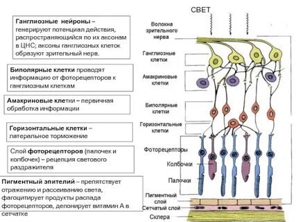 Зрительный нерв образуют аксоны клеток сетчатки