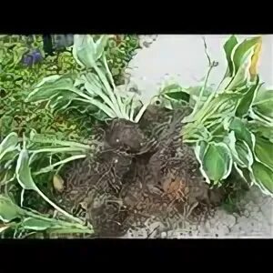 Когда лучше пересаживать хосту на другое место