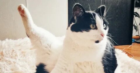 Внимание кот