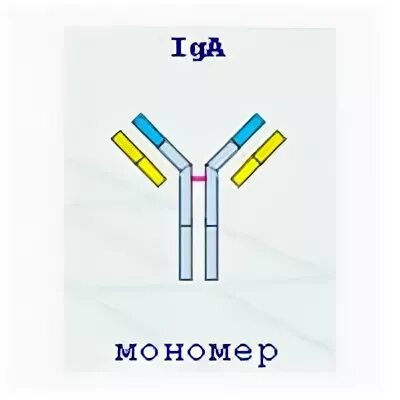 Секреторный иммуноглобулин а. Секреторный иммуноглобулин а функции. Iga сывороточный. Определение секреторного иммуноглобулина а.