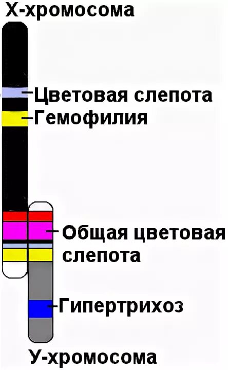 Ген общей цветовой слепоты. Общая цветовая слепота. Расположение Гена общей цветовой слепоты в хромосоме.