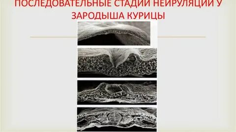 Стадии зародыша курицы