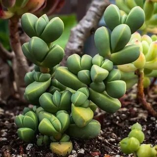 Ice plant