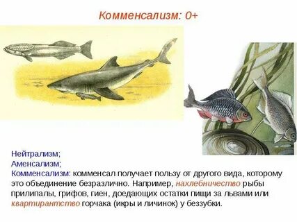 Конкуренция комменсализм