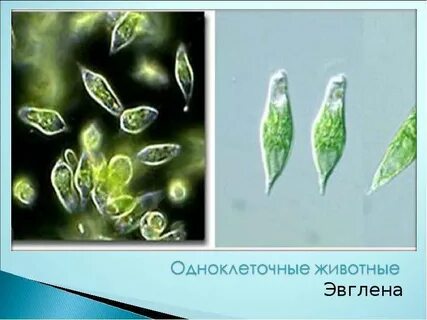 Одноклеточные жгутики примеры