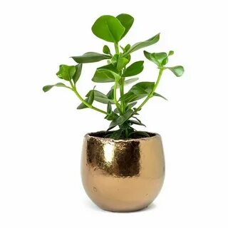 Gold plant