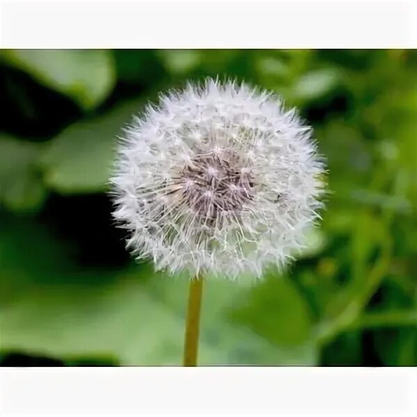 Цветок похожий на одуванчик белый. Одуванчик taraxacum officinale. Одуванчик корейский (taraxacum coreanum). Одуванчики в сибири. Желтые одуванчики и дети.