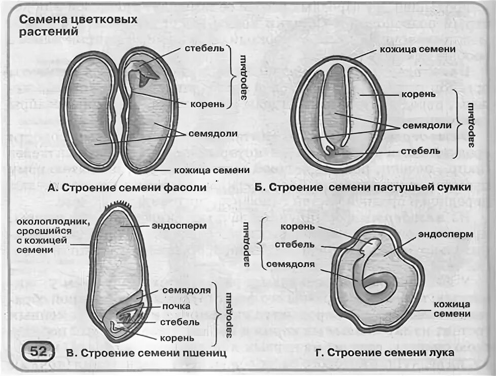 Семя томата схема