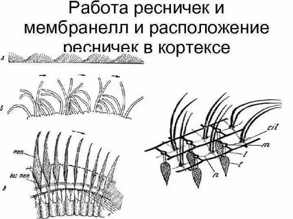 Реснички выполняют функцию