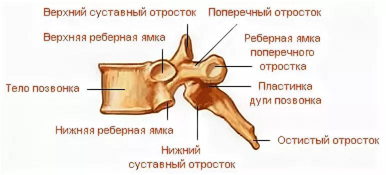 Ямка на латинском