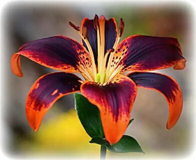 Lilly tiger
