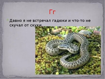 Встретить гадюку
