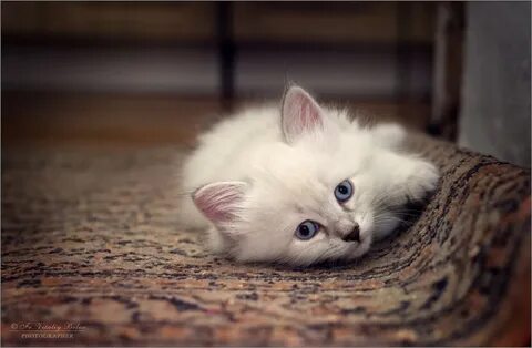 Котенок на ковре