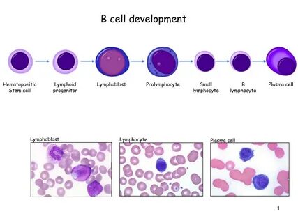 B development