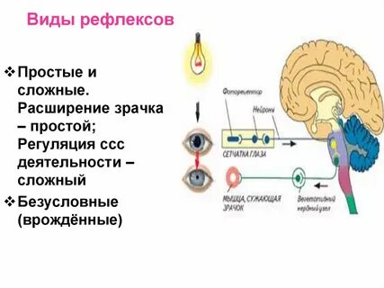 Регуляция простейших