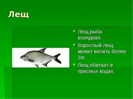 Всеядные рыбы