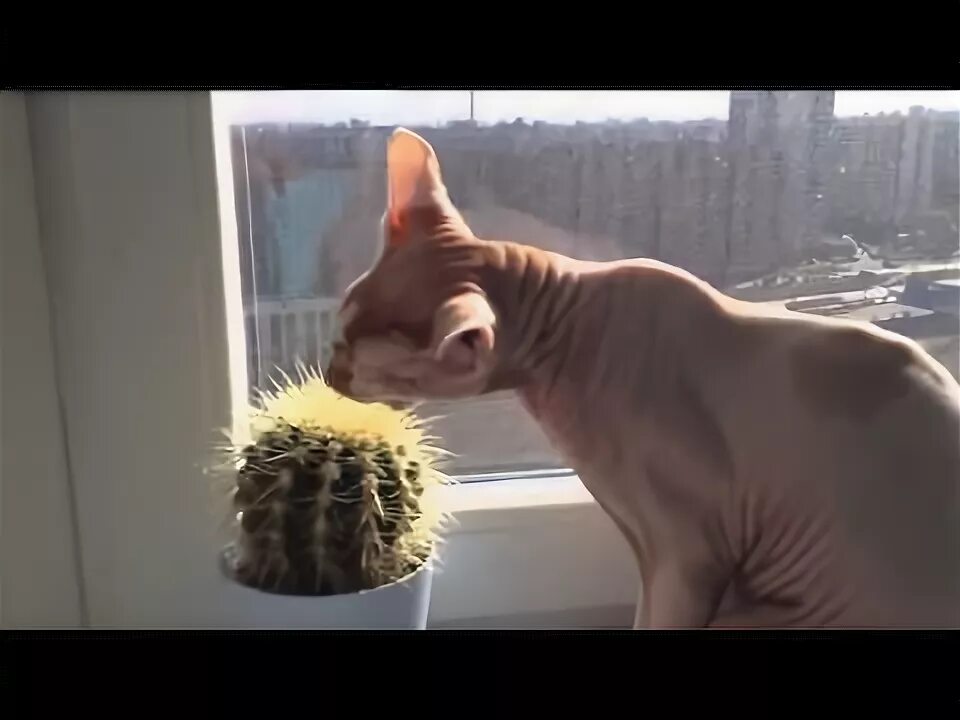 Почему сфинкс кусается. Сфинкс ест кактус. кот жрет кактус. коты едят кактусы. сфинкс укусил кактус.