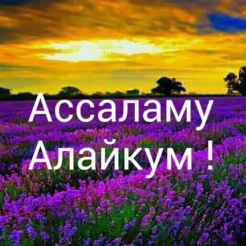 Ассам алейкум. Ассаламу алейкум цветы. ассаламу алейкум фото. ассаламу алейкум картина. ассаламу алейкум открытки.