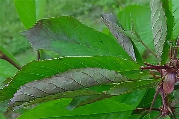 Вишня скручиваются листья
