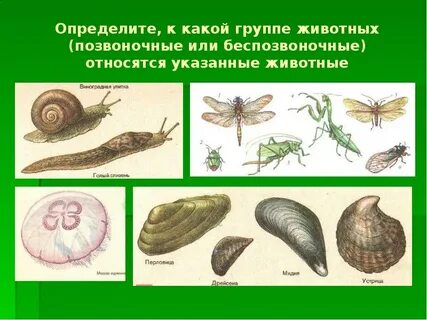 К какому классу относятся беспозвоночные животные