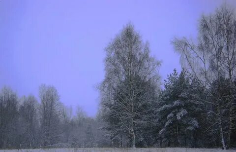 Мерзнет осинка